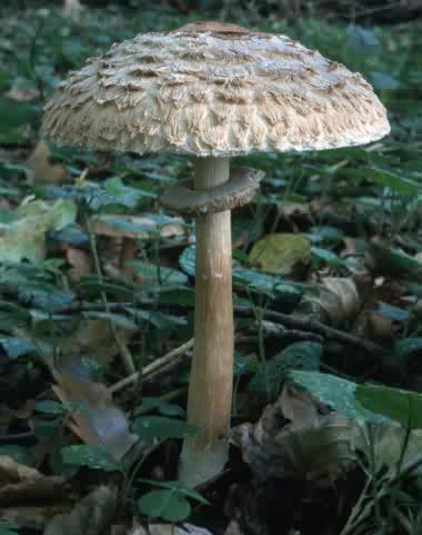 Kliknutm my zavete okno.